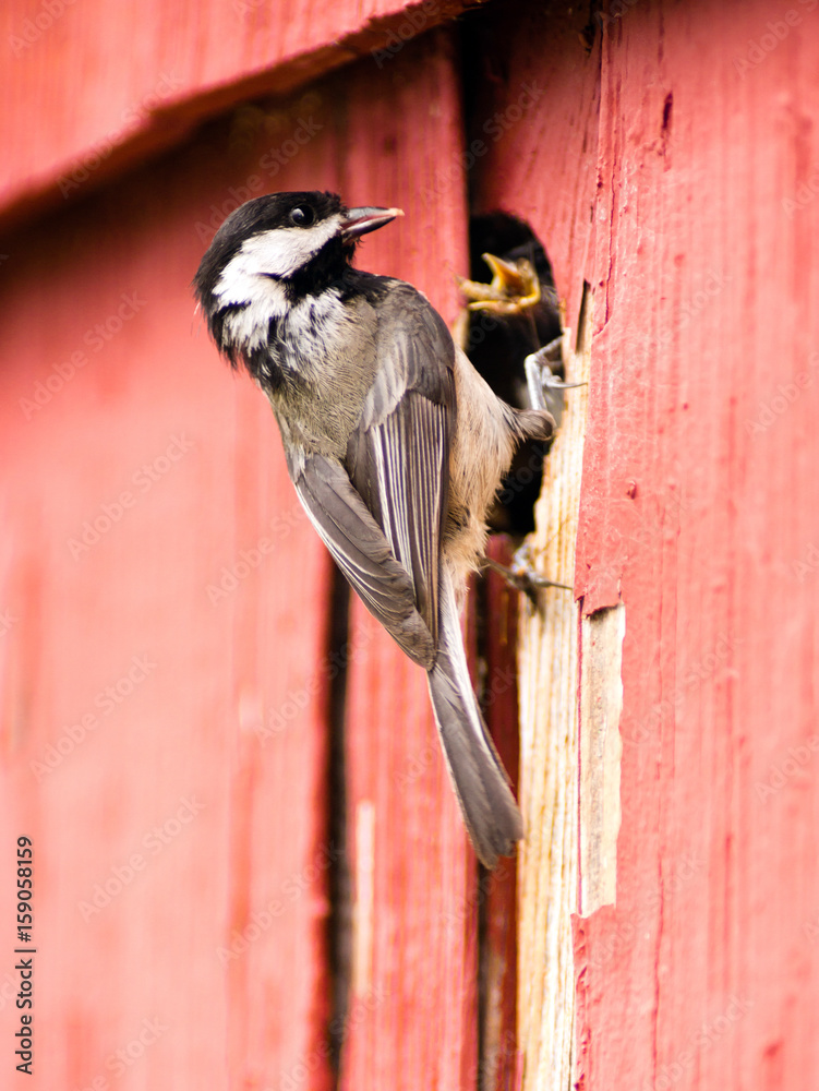 Naklejka premium Black-capped Chickadee Bird Perched Over Nest Feeding Young