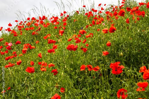 Field red poppies grow on the slope along the road