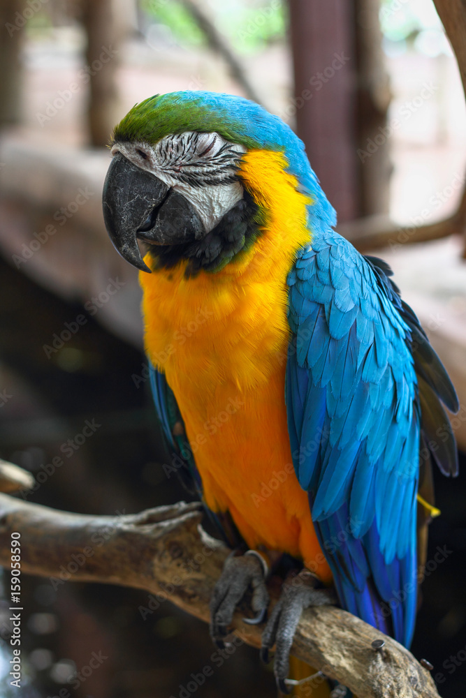 Close-up Blue throated Macaw sitting and sleeping on a tree