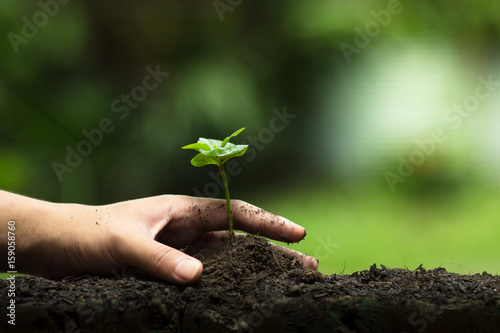 Hands protect trees, plant trees, hands on trees, love nature