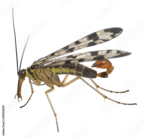 Male adult scorpionfly, Panorpa isolated on white background photo