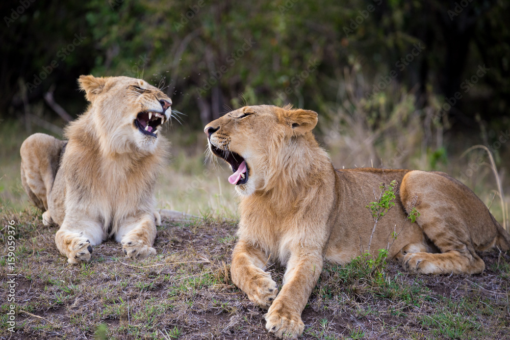 Funny Brother Lions Yawning in Savannah Funny Brother Lions Yawning in Savannah