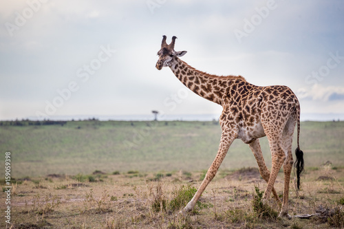 Kneeling and Eating Maasai Giraffe in Serengeti