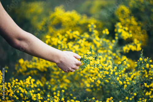 Girls hand reaching out to touch a yellow acacia plant photo
