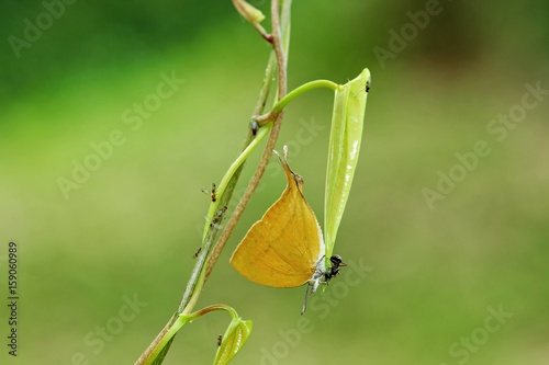 The Common Yamfly ,Butterfly photo