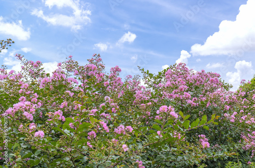 Wallpaper Mural Lagerstroemia indica flowers bloom in the garden with romantic pink for those who love flowers and pink, this flower usually blooms in summer in the tropics. Torontodigital.ca