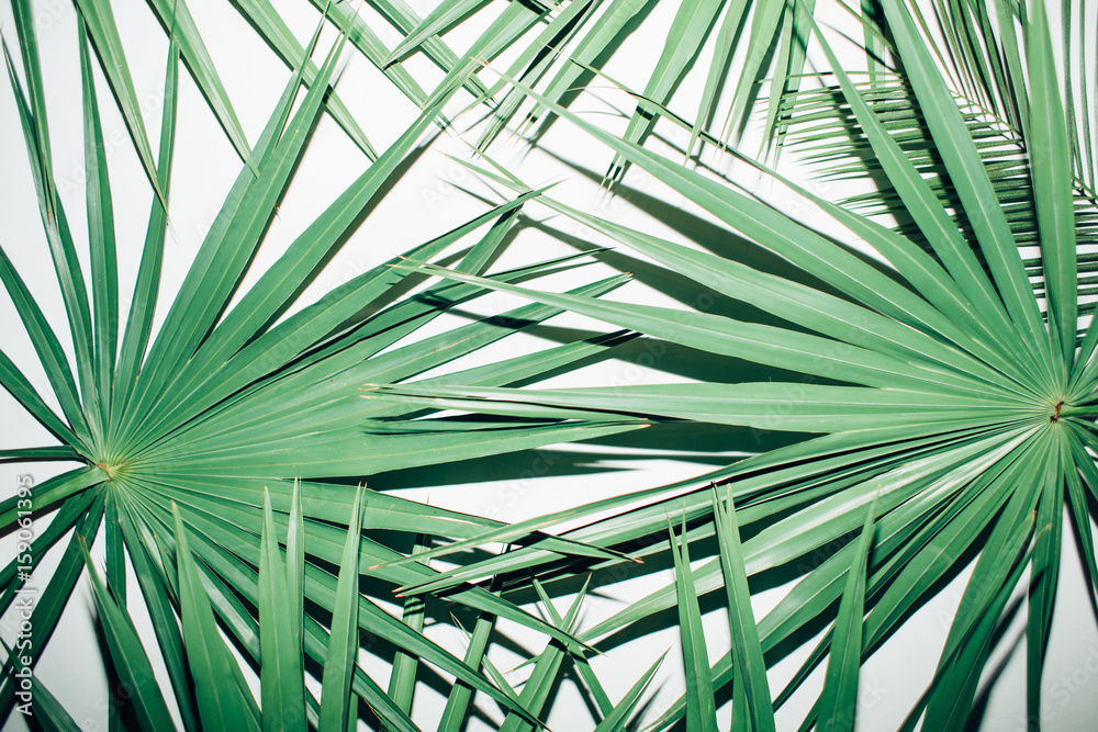 Palm leaves on a white background Palm leaves on a white background