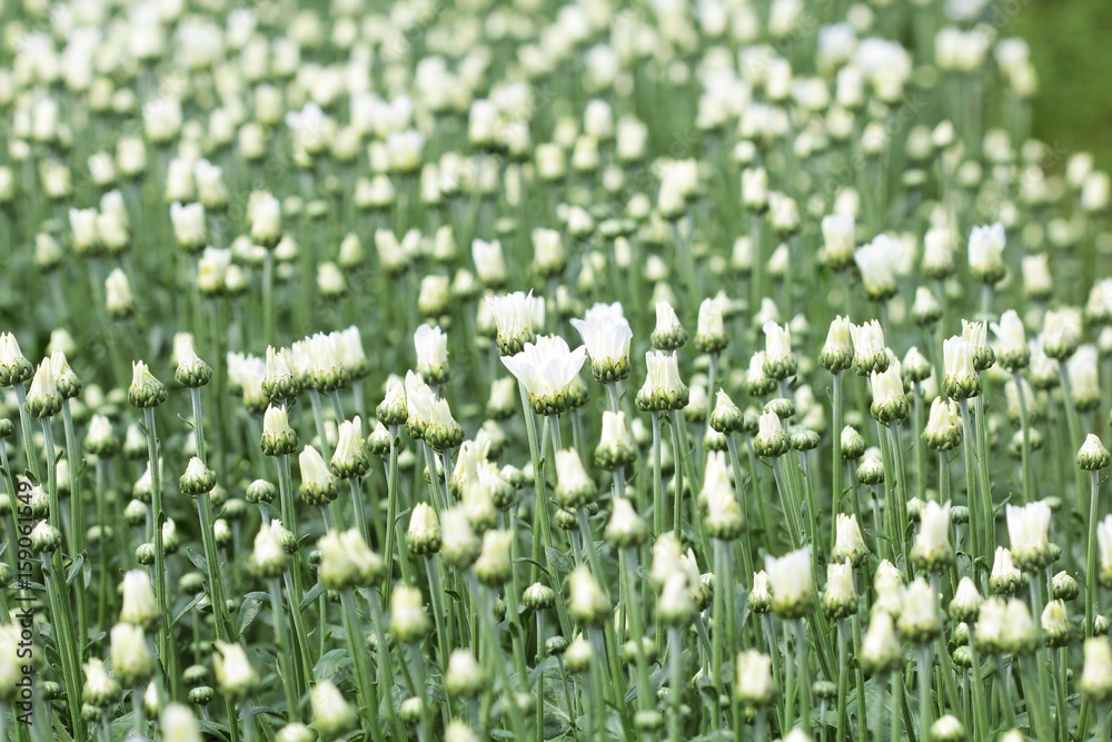 Fototapeta premium flowers chrysanthemum in garden