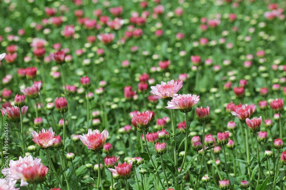 flowers chrysanthemum in garden flowers chrysanthemum in garden