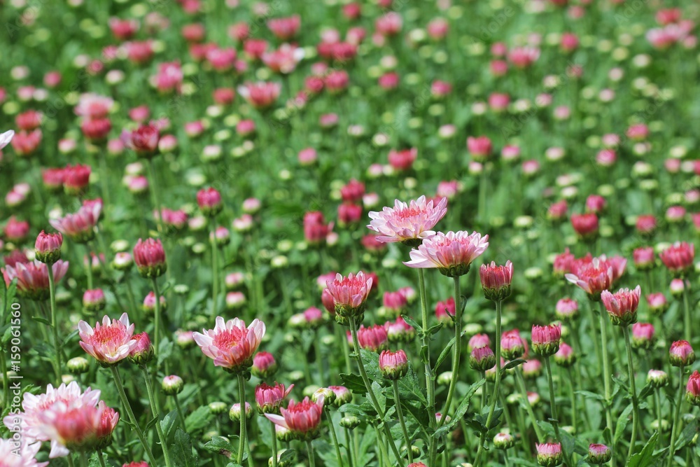 flowers chrysanthemum in garden