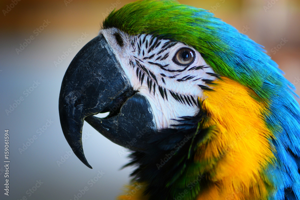 Potrait of Ara parrot
