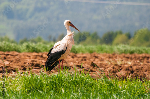 White stork walking in a beautiful field photo