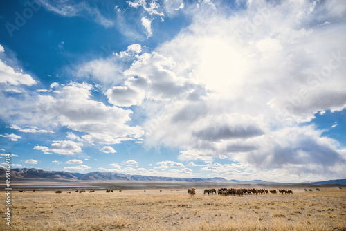 beautiful evening landscape in desert 