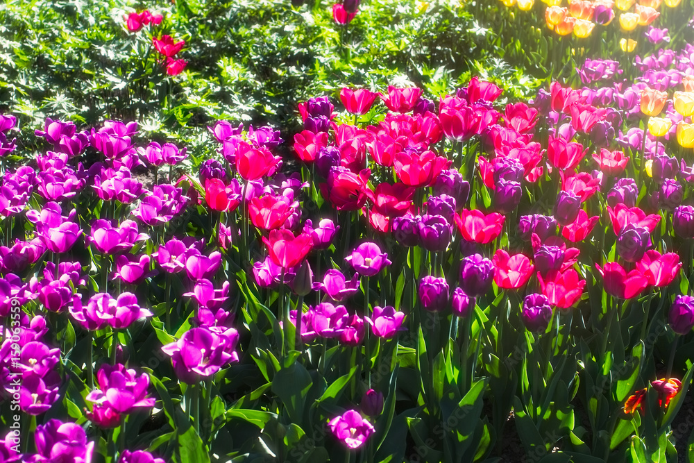 Spring flower tulips