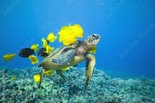 Green sea turtle being cleaned by yellow tangs