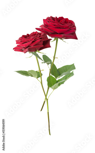 Red roses on a white backgr...