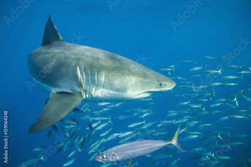 A Great White Shark underwater with fish