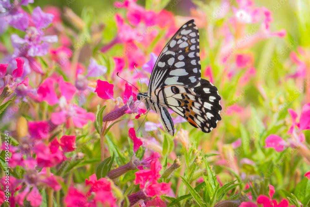 Naklejka premium Beautiful Butterfly on Colorful Flower