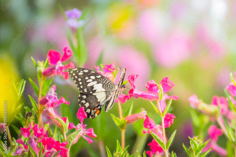 Beautiful Butterfly on Colorful Flower Beautiful Butterfly on Colorful Flower