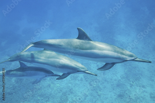 Three spinner dolphins (Stenella longirostris) cruise along shallow water in the Pacific Ocean