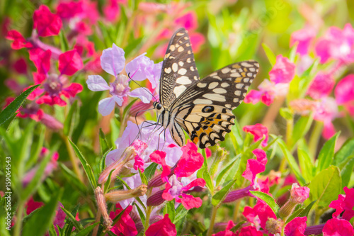 Beautiful Butterfly on Colorful Flower © teerawit