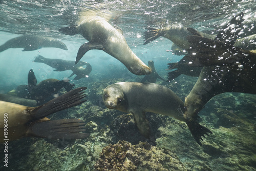 Galapagos sea lions (Zalophus californianus) swirling underwater © willtu