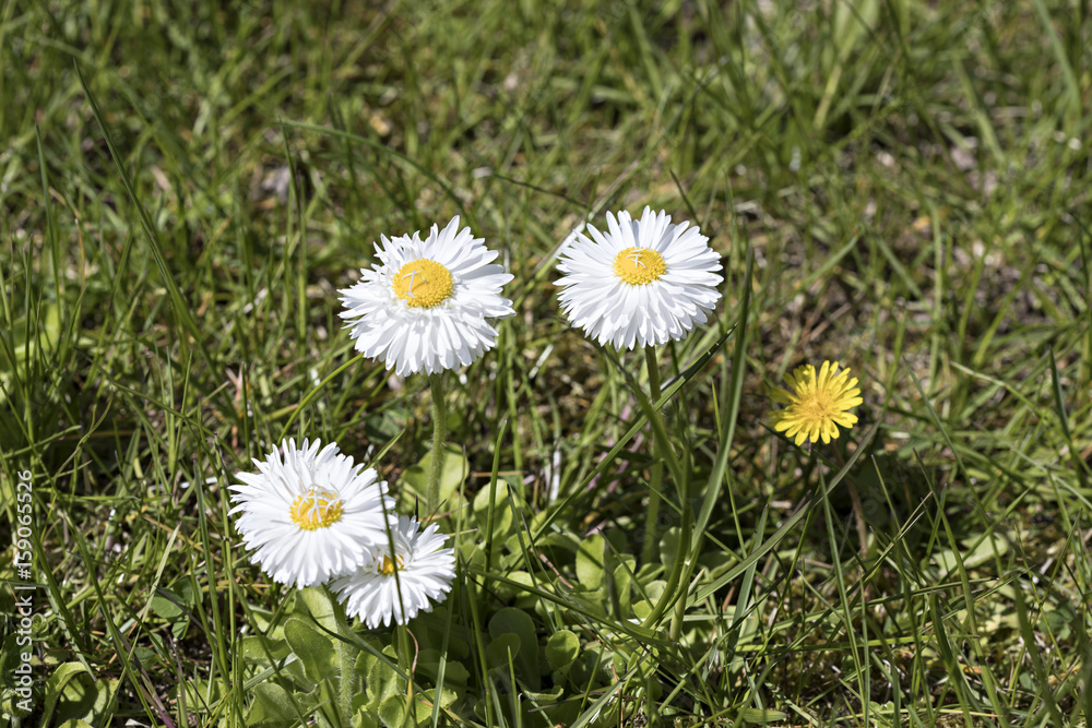 Daisy Flower Spring Daisy Flower Spring