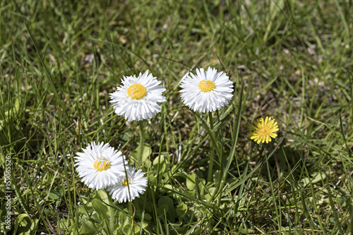 Daisy Flower Spring