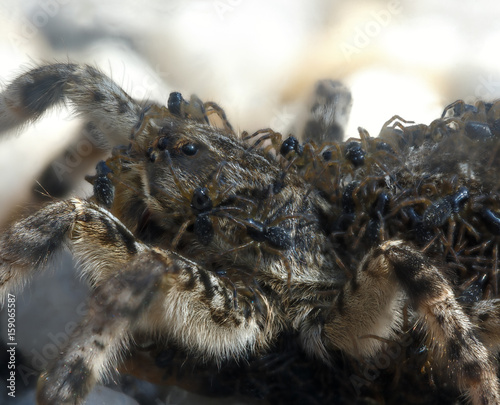 The cub of a spider tarantula on a female. © olgapkurguzova