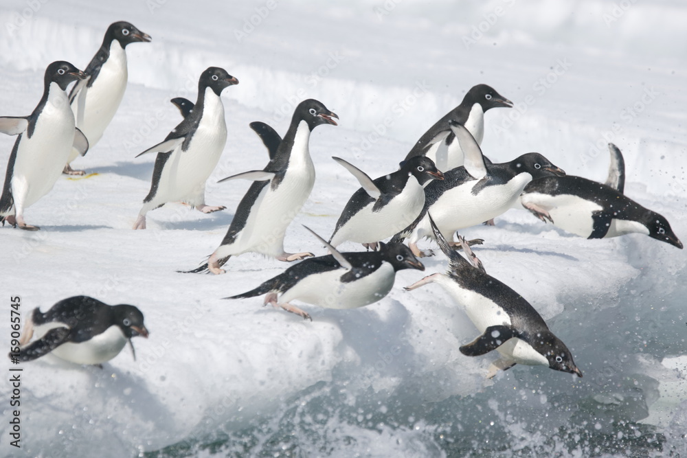 Fototapeta premium Pingwiny Adeli skaczą do oceanu z góry lodowej