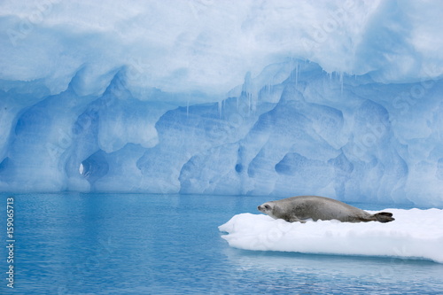 Crabeater seal resting on ice floe