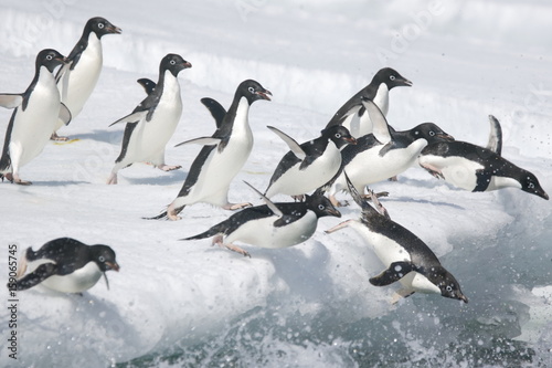 Adelie penguins leap into the ocean from an iceberg