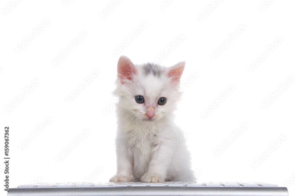 One cute adorable fluffy white kitten looking slightly to viewers right, sitting in front of a computer keyboard isolated on white background.