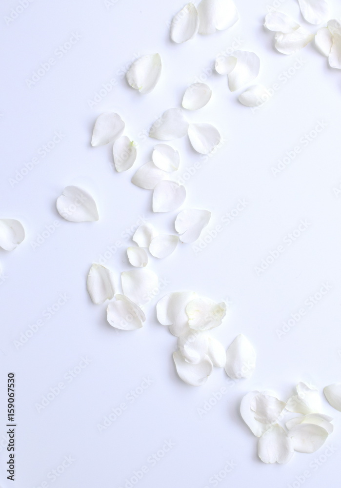 清楚な白い薔薇の花びら 白背景 バックグラウンド Stock Photo Adobe Stock
