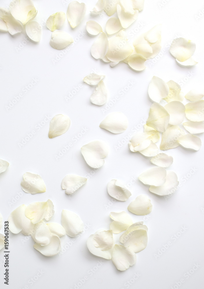 白背景に白い薔薇の花びら 白いバラの花びらのバックグラウンド Stock Photo Adobe Stock