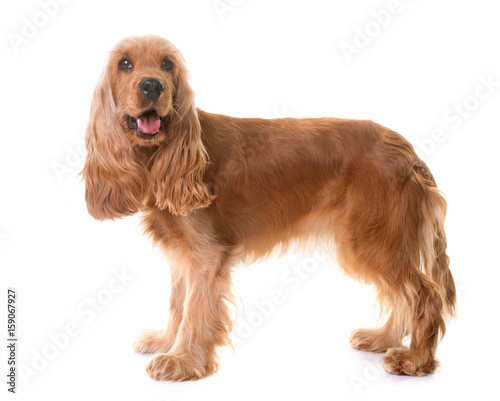 Fototapeta Naklejka Na Ścianę i Meble -  cocker spaniel in studio