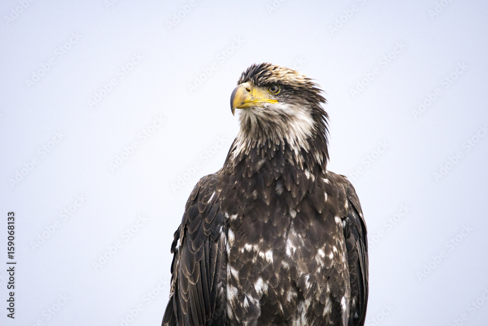 Obraz premium Junger Seeadler