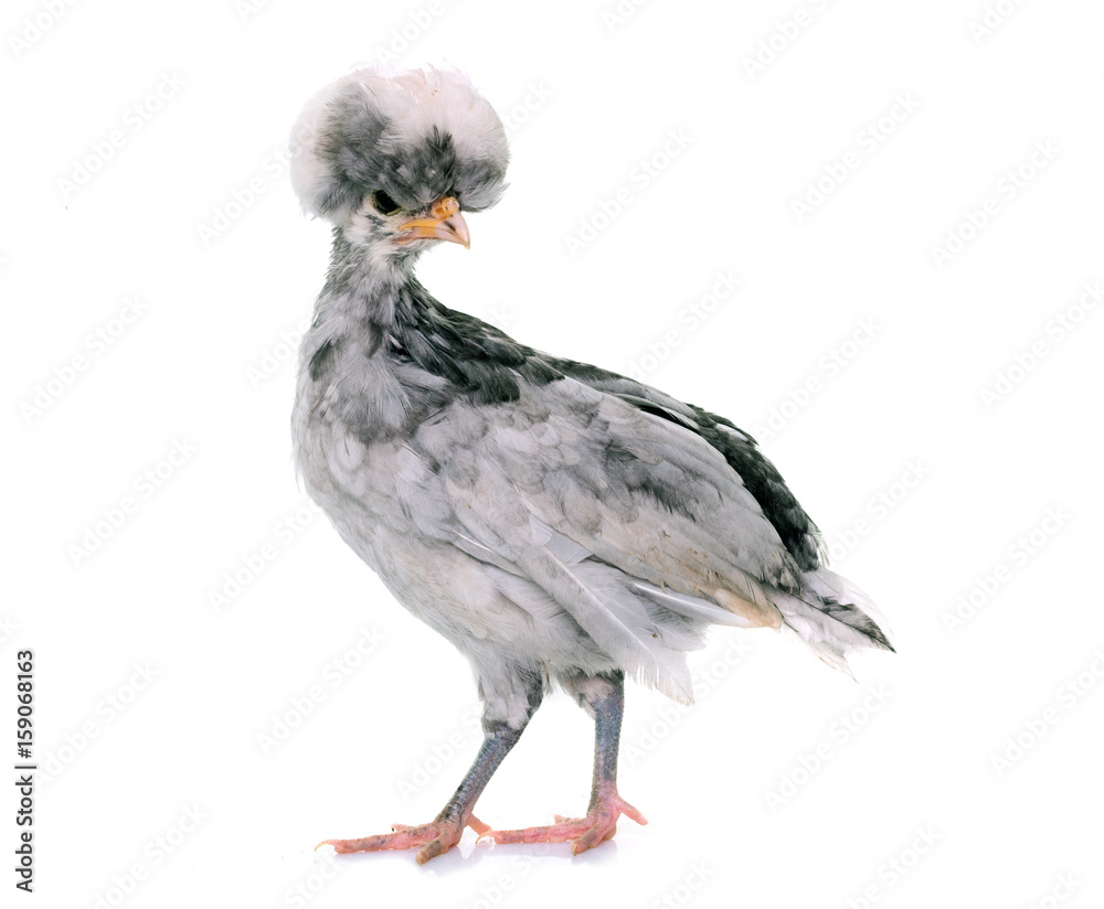 Fototapeta premium young Polish chicken