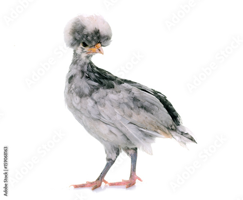young Polish chicken