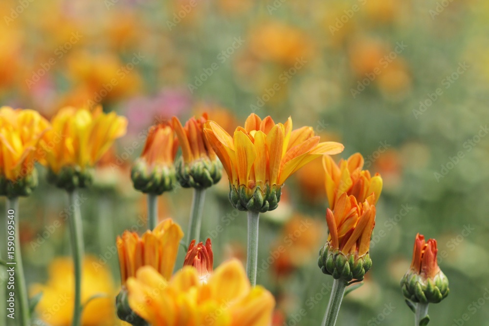 beautiful Flowers, flowers chrysanthemum in garden beautiful Flowers, flowers chrysanthemum in garden