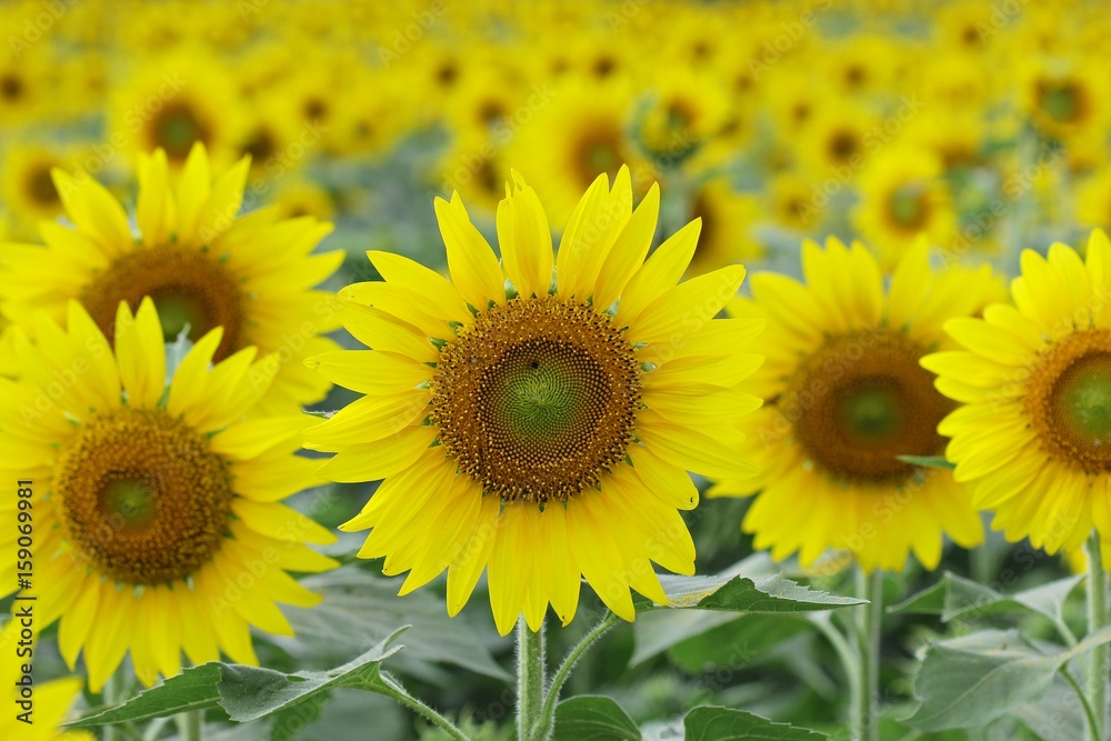 Fototapeta premium Sunflowers garden,field sunflower 
