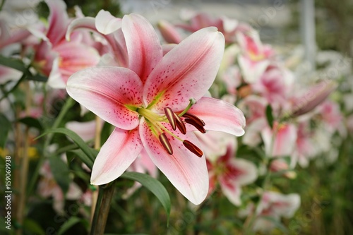 Flowers,Pink Lily