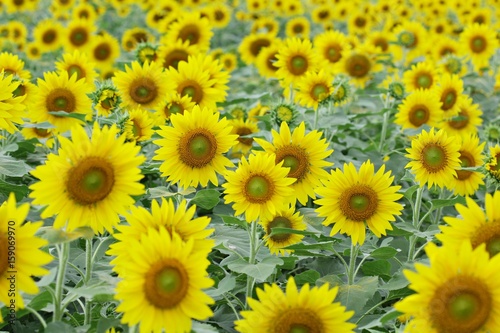 Fototapeta Naklejka Na Ścianę i Meble -  Sunflowers garden,field sunflower   