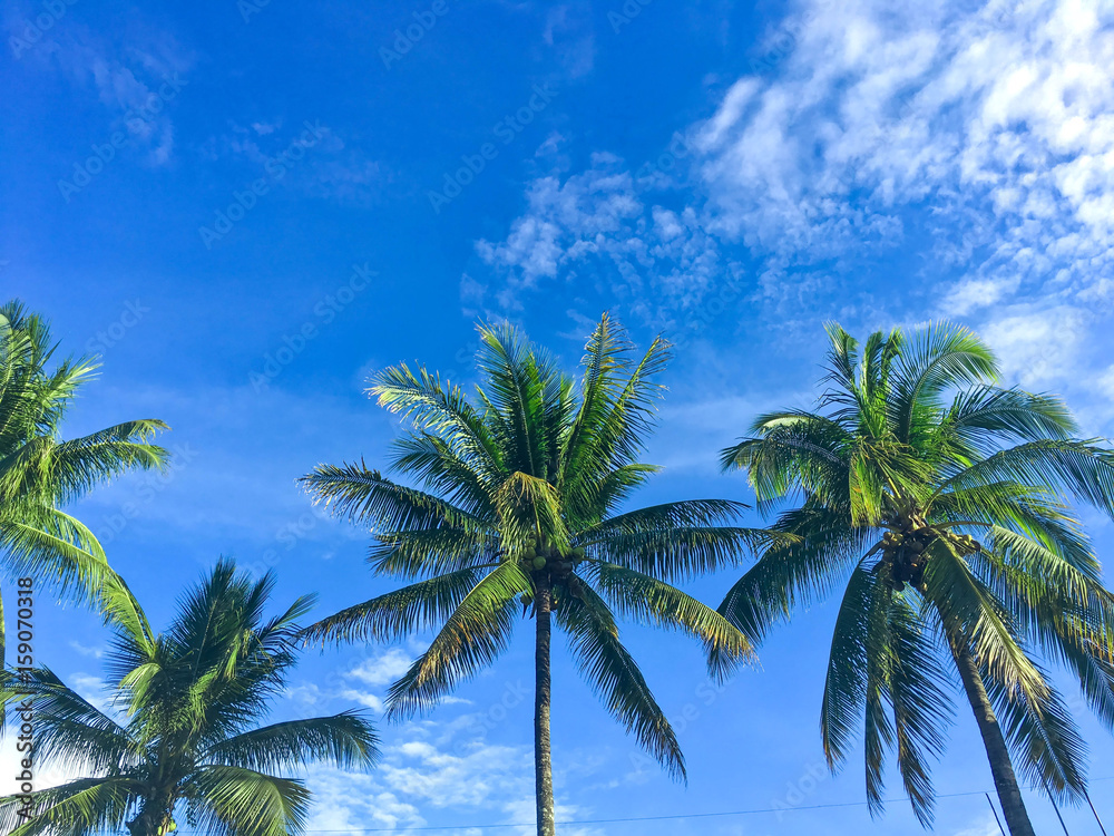 Summer sky and palm tree, coconut tree, Blue sky with cloud in summer