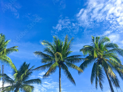Summer sky and palm tree, coconut tree, Blue sky with cloud in summer