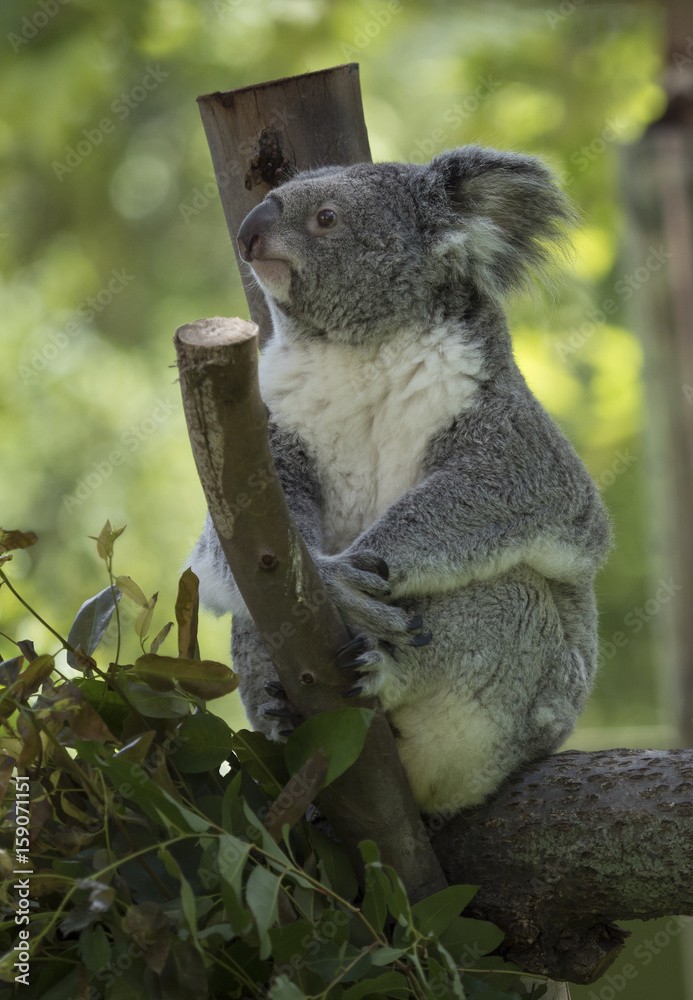 Obraz premium Side view of koala