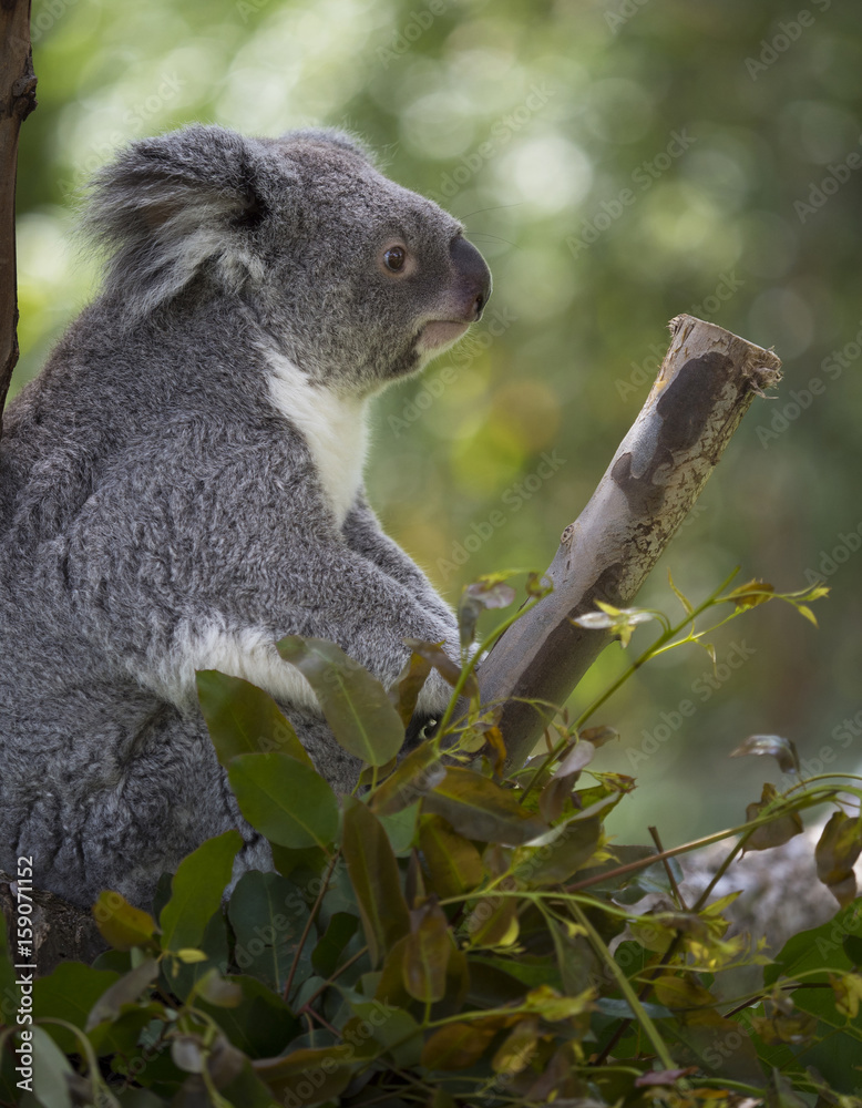 Obraz premium Profile of Koala in the tree