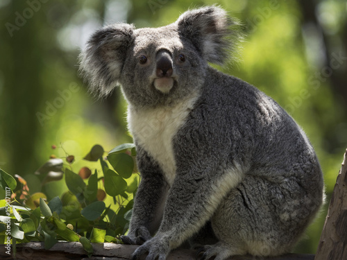 The Koala Look