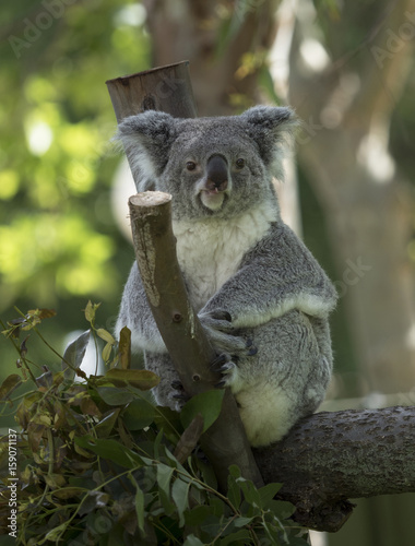 Fototapeta Naklejka Na Ścianę i Meble -  Koala sitting in tree