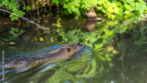 Swimming nutria © DZiegler